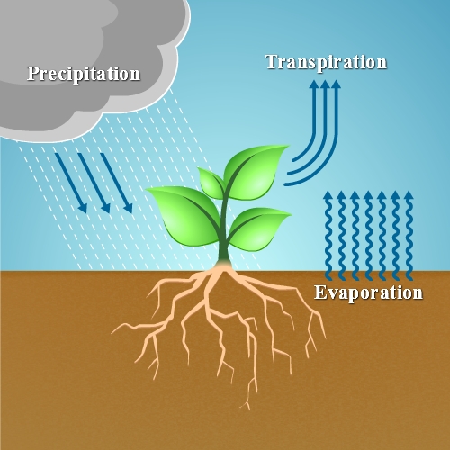evapotranspiration.png